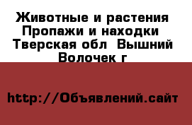 Животные и растения Пропажи и находки. Тверская обл.,Вышний Волочек г.